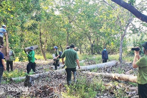 Công tác giữ rừng còn nhiều áp lực