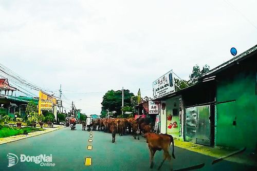 Đàn bò chiếm hết mặt đường lưu thông
