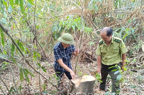 Khẩn trương làm rõ hành vi khai thác rừng trái phép xảy ra tại xã Vạn Hòa