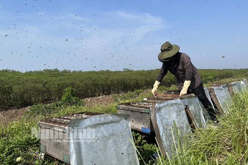 Mùa mật ngọt nơi rừng ngập mặn Kim Sơn