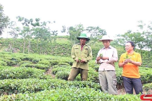 Đảng bộ xã Chiềng Khoa lãnh đạo phát triển kinh tế