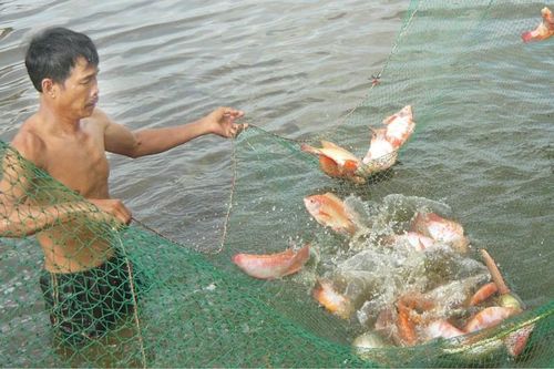 Điểm tựa từ câu lạc bộ nông dân sản xuất, kinh doanh giỏi