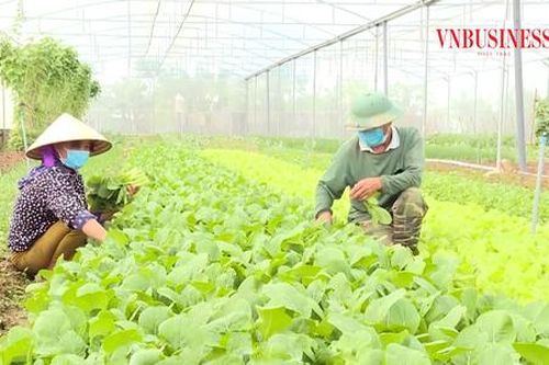Tham gia chuỗi liên kết của HTX, thu nhập của nông dân xứ Thanh tăng hàng chục lần