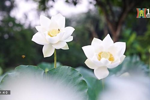 Hà Nội đẹp và chưa đẹp | 14/06/2023
