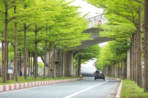 Làm gì để Hà Nội là thành phố có rừng?