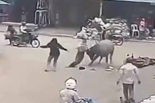 Trâu điên húc nhiều người đi đường ở Campuchia