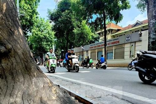 Hà Nội: Nhiều cây xanh chết khô, mục ruỗng gốc chờ đổ mùa mưa bão