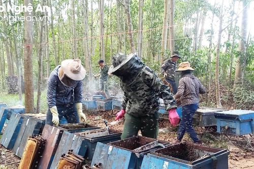 Mật ong rớt giá thảm, chủ trại nuôi ong chịu lỗ cầm hơi