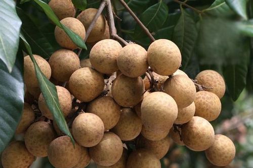 Áp dụng tiến bộ khoa học kỹ thuật nâng cao chất lượng nhãn xuất khẩu