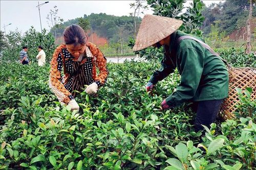 Xanh lại vùng chè trọng điểm Yên Bái
