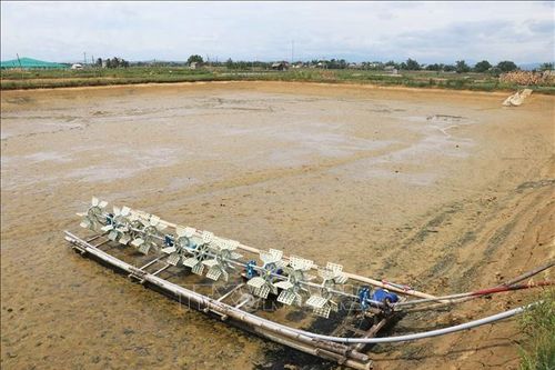 Quảng Trị cần sớm hỗ trợ người nuôi tôm bị thiệt hại nặng