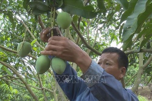 Thương hiệu xoài Yên Châu (Sơn La) vươn xa
