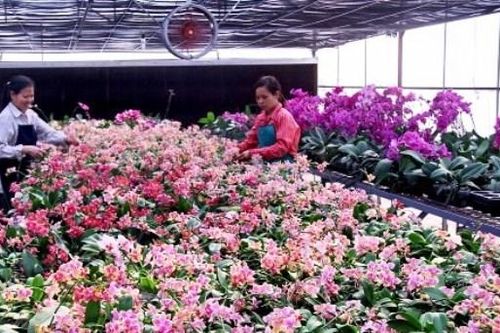 Ứng dụng công nghệ cao sản xuất hoa lan cho thu nhập hàng chục tỷ đồng