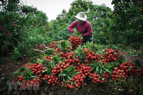Điều tiết sản xuất để nông sản vào vụ tiêu thụ hiệu quả