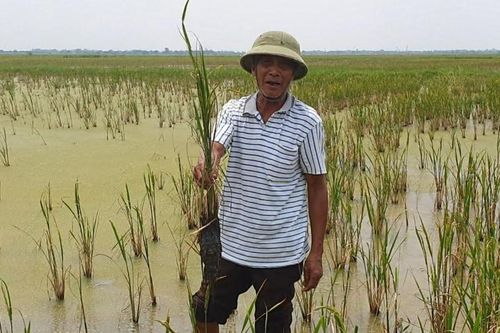 Hơn trăm hec ta lúa chết ở Thái Bình nghi do nhiễm mặn