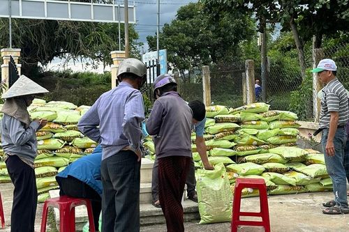 Đak Pơ cấp hơn 15,4 tấn lúa giống chất lượng cao cho nông dân