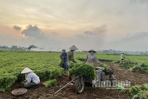 Nông dân Yên Khánh phấn khởi thu hoạch lạc xuân