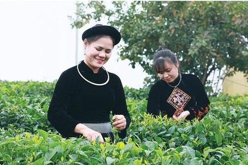 Trồng chè VietGAP, một HTX ở Thái Nguyên thu về 10 tỷ mỗi năm