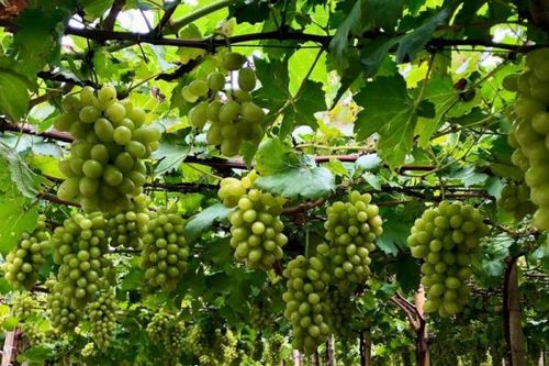 Hàng ngàn du khách đến với Lễ hội Nho - Vang Ninh Thuận