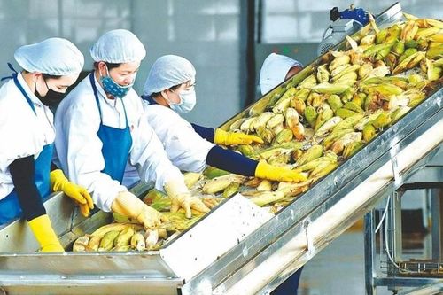 Xuất khẩu nông sản đang dần tăng trở lại