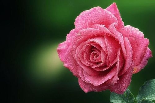 Vàng luôn tỏa sáng: Người sinh ngày Âm này cuối đời vinh hiển