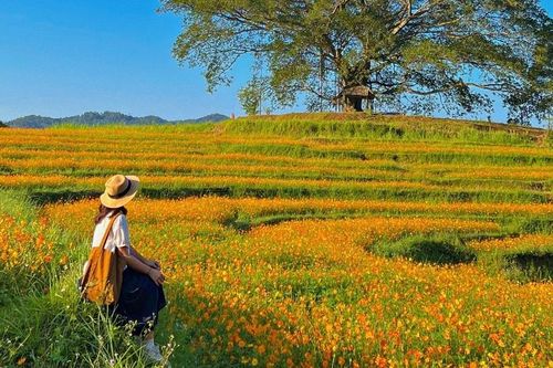 Đồng hoa trồng trên ruộng bậc thang, điểm đến mới đẹp như cổ tich ở Hòa Bình