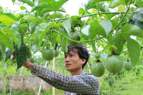 Quyết tâm nối lại 'mối duyên' với cây xóa nghèo tại vùng biên xứ Nghệ