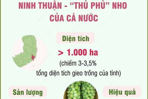 Tỉnh Ninh Thuận - 'thủ phủ' nho của cả nước