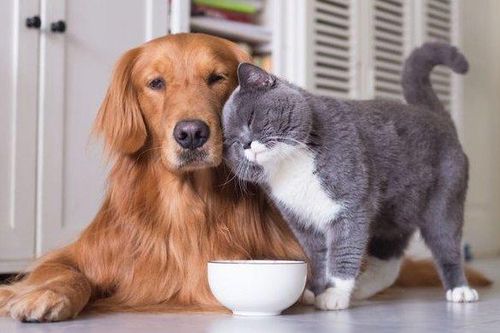 Chữa ngứa hơn 10 năm mới biết bị nhiễm ký sinh trùng từ thú cưng
