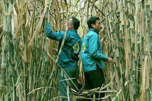 Bán đường giúp Mía đường Lam Sơn bỏ túi khoảng 4 tỷ mỗi ngày