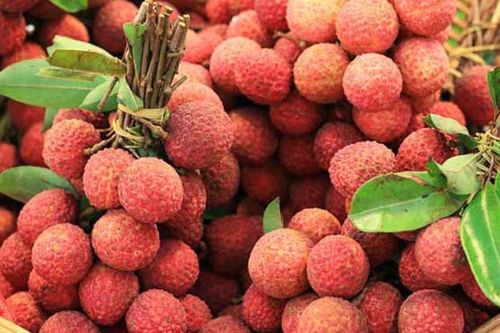 Vải rất tốt nhưng ai không nên ăn? Bác sĩ chỉ ra những điều cần lưu ý khi ăn vải