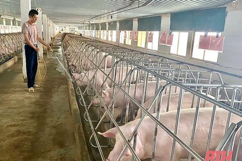 Hiệu quả mô hình chuỗi cung ứng thực phẩm an toàn