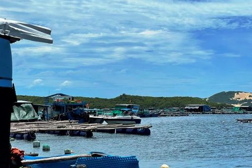 Vụ việc nhóm người hành hung, ép bán tôm hùm giá rẻ ở vịnh Vân Phong: Khẩn trương điều tra, xác minh