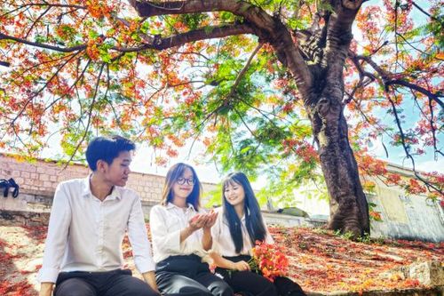 Xao xuyến mùa phượng thắm