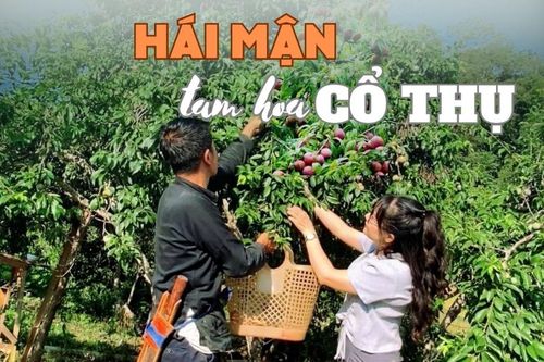 Hái mận tam hoa cổ thụ