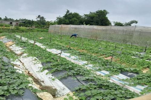 Hiệu quả từ mô hình nông nghiệp ứng dụng công nghệ cao