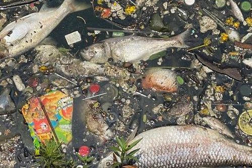 Xác cá chết, rác thải bốc mùi hôi thối một góc Hồ Tây