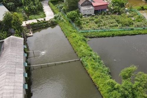 Người dân khốn khổ vì 2 trại lợn giữa khu dân cư