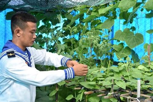 Vườn rau ở Trường Sa