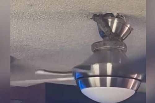 Clip rắn đu quạt trần lan truyền chóng mặt