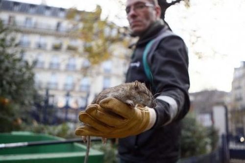 Chuột hoành hành, Paris lên kế hoạch đầy tham vọng 'chống lại sự phát triển của chuột'