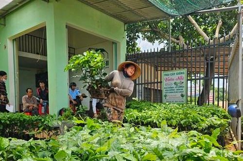 Giá cà phê tăng vọt, cây giống 'cháy hàng' ở Đắk Lắk
