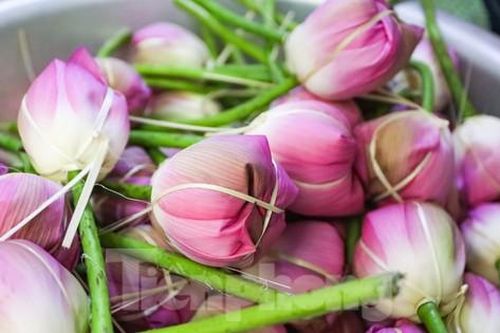 Cận cảnh quy trình ướp trà sen đệ nhất trà Hà thành, giá cả chục triệu đồng/kg