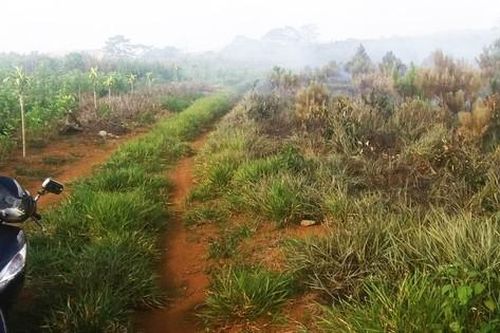 Trồng rừng nhưng không thành rừng, nhiều cán bộ phải kiểm điểm
