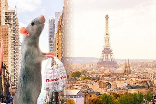 'Kinh đô ánh sáng' Paris cân nhắc việc sống chung với chuột