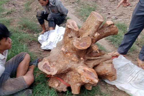 Bắt 3 đối tượng lẻn vào vườn trộm cây gỗ quý