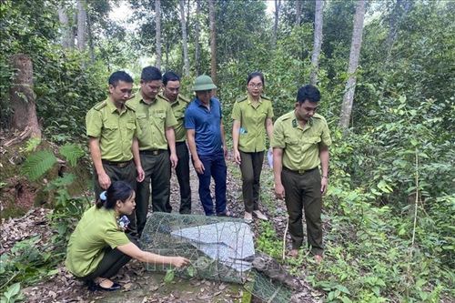 Điện Biên: Thả 4 cá thể Don về Khu dự trữ thiên nhiên Mường Nhé