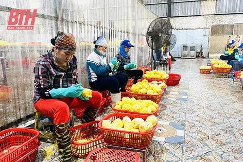 Doanh nghiệp chế biến nông sản 'khát' nguyên liệu tại chỗ