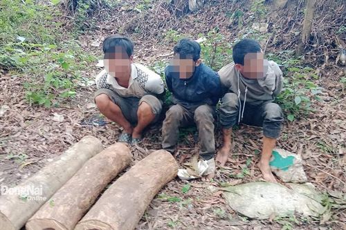 Bắt 3 đối tượng cưa trộm cây gỗ quý