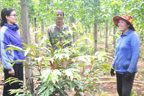 Hiệu quả chương trình, dự án hỗ trợ nông dân Chư Prông